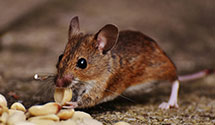 drone-based-pest-surveillance Experts in Lattimer Mnes